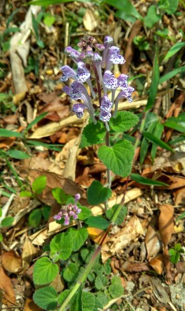 istock Scutellaria or skullcaps 1344734083