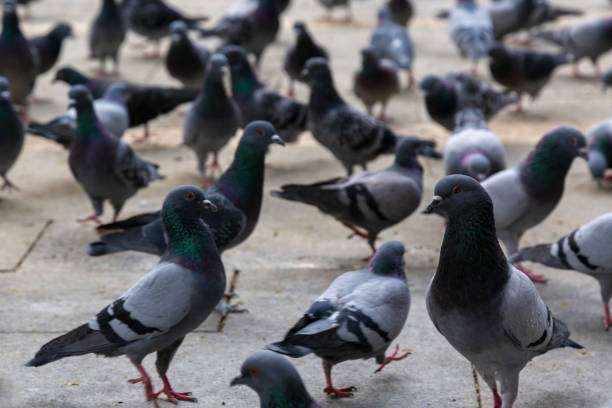 istock pigeons in the city 1344736012