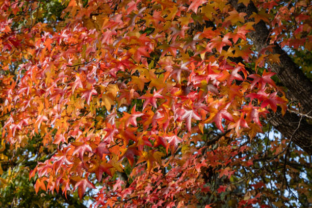 istock Multicolored red and yellow leaves of Liquidambar styraciflua, commonly called American sweetgum (Amber tree) against blurred background of green leaves of deciduous trees. Selective focus. Close-up. 1344736074