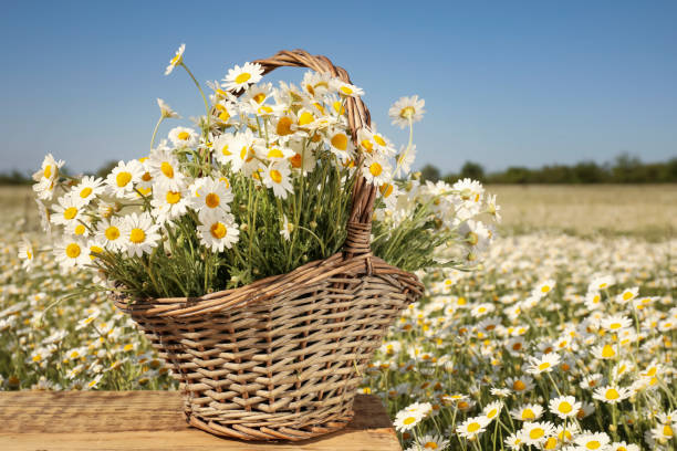 istock Basket with beautiful chamomiles on wooden table in field 1344736221