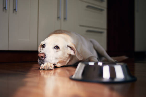istock Dog with sad eyes waiting for feeding 1344736496