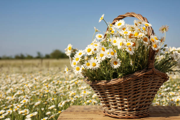 istock Basket with beautiful chamomiles on wooden table in field 1344737294