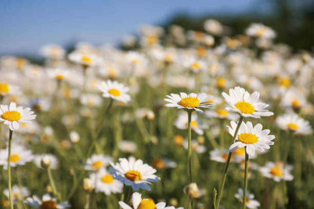 istock Closeup view of beautiful chamomile field on sunny day 1344737533
