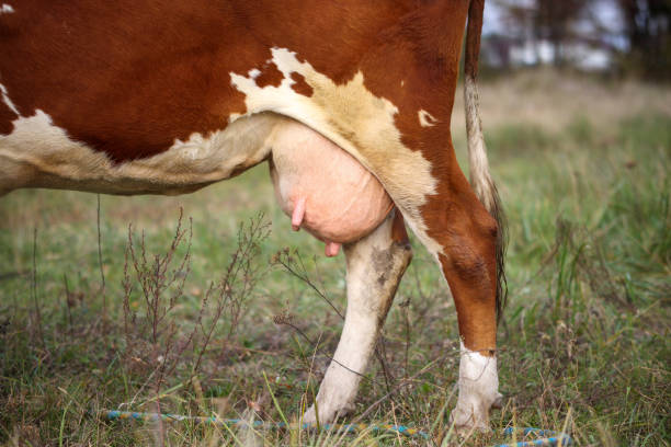 istock Cow udder close-up on a background of greenery 1344737536