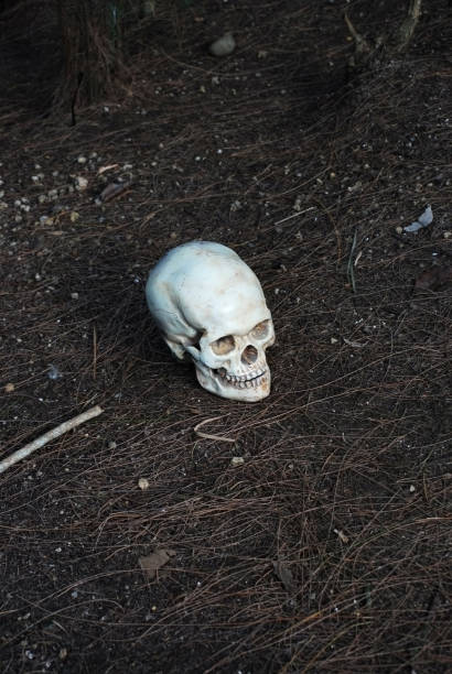 istock human skull lying on a pine bush 1344737750