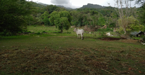 istock Cow in Field in Philippines 1344738887