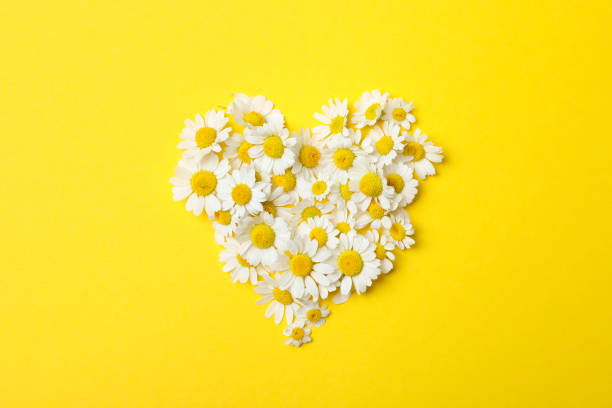 istock Heart made with fresh chamomiles on yellow background 1344738952