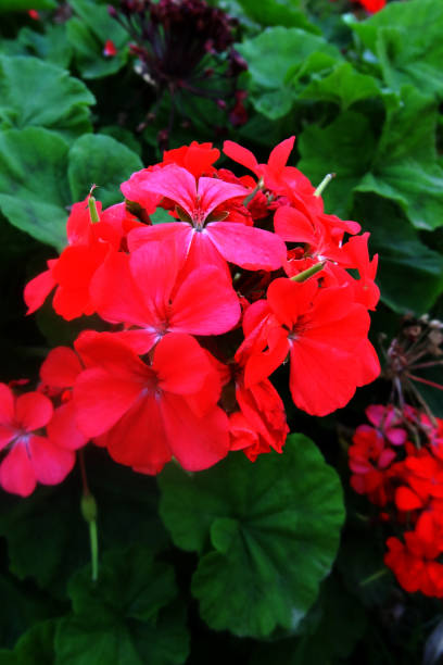istock beautiful red Pelargonium blossoms among foliage 1344739953
