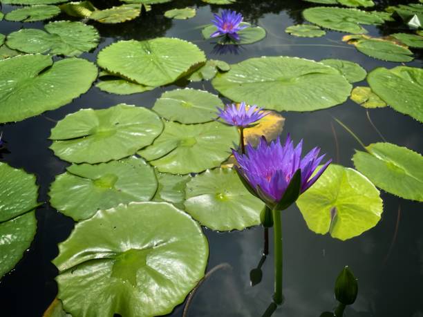 istock Selective focus of Egyptian Lotus Nymphaea or previously Nymphaea caerulea, known primarily as blue lotus or blue Egyptian lotus but also blue water lily or blue Egyptian water lily 1344739995