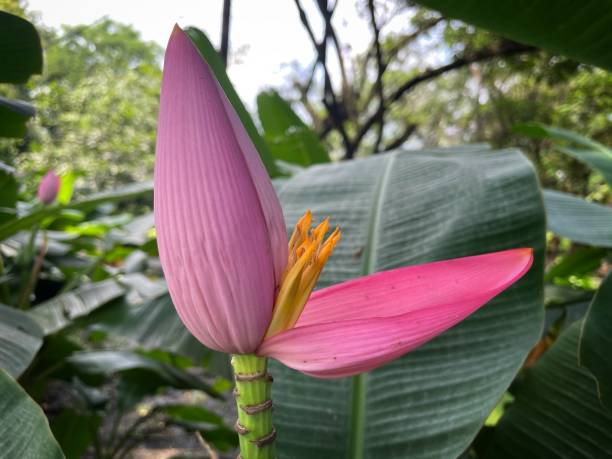 istock pink banana blossom with green background. 1344740181
