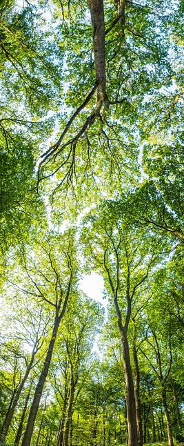 Sunlight in the clear blue sky above the soaring canopy and vibrant green foliage of a summer forest glade.