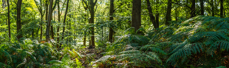 Sunlight filtering through the green foliage of a tranquil forest clearing to illuminate the fern fronds in this idyllic woodland glade.