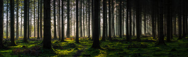 istock Deep in the forest sunlight illuminates mossy woodland wilderness panorama 1344741085
