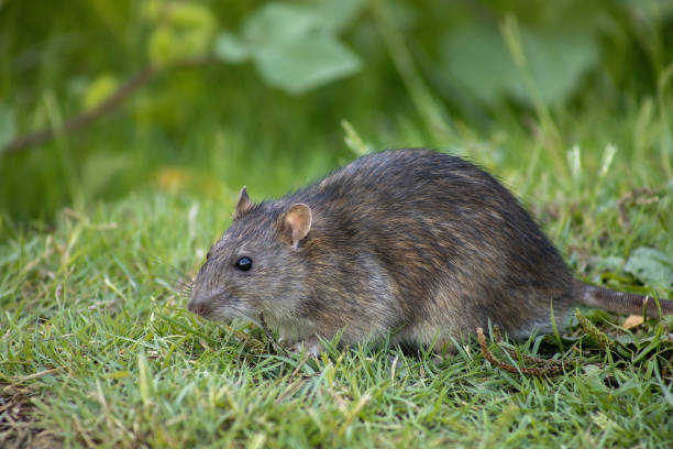 istock Close-up of a rat 1344741195
