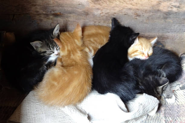 istock Five small kittens sleeping in an embrace 1344742453