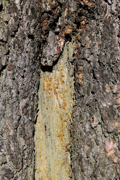 istock A trunk is a tree that is not completely covered with bark on which there is resin. Background 1344743488