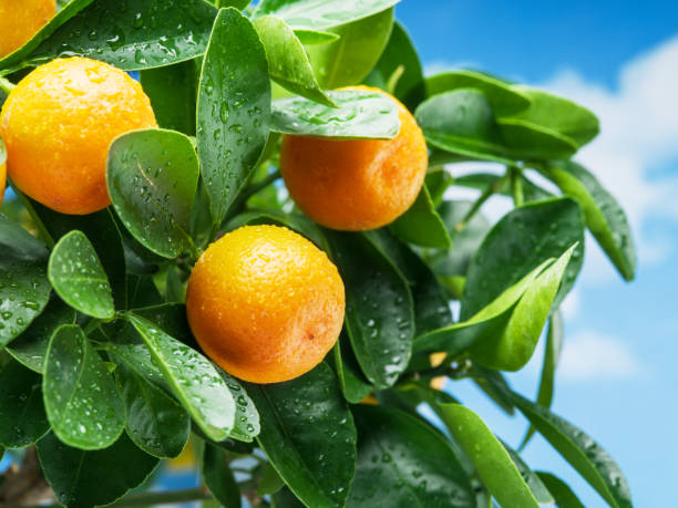 istock Ripe tangerine fruits on the tree. Blue sky background. 1344743553