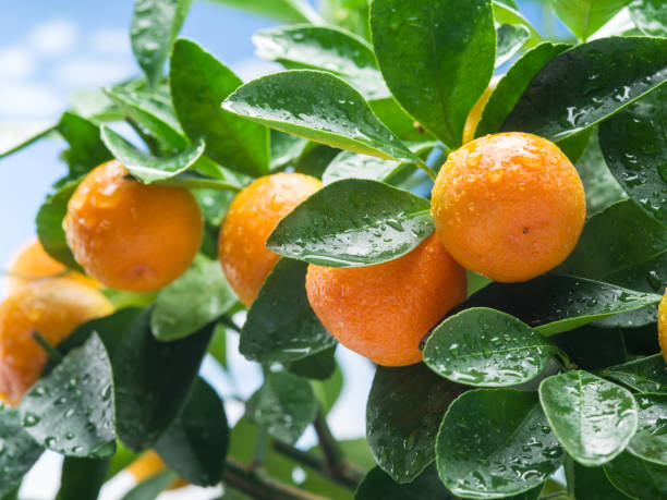 istock Ripe tangerine fruits on the tree. Blue sky background. 1344743567