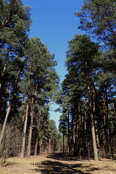 istock Green forest against a light blue sky. Background 1344743943