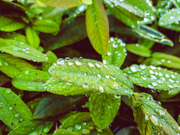 Leaves in the morning