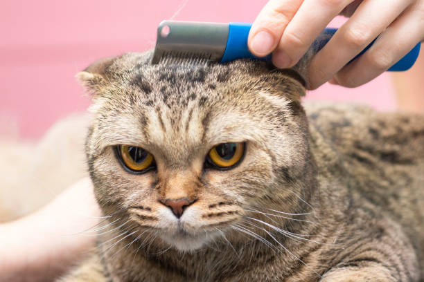 istock Cat grooming, combing wool. Express molt. Beautiful cat in a beauty salon. 1344744795