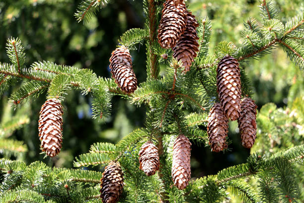 istock Big bumps on a bright green spruce branch 1344745011