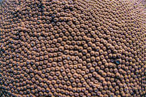Coral reefs such as this Moon coral, have intricate natural patterns in the shape of moon craters.  Full frame background image.