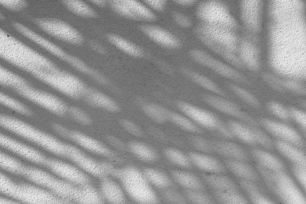 istock Black and White abstract background texture of shadows leaf on a concrete wall. 1344745372
