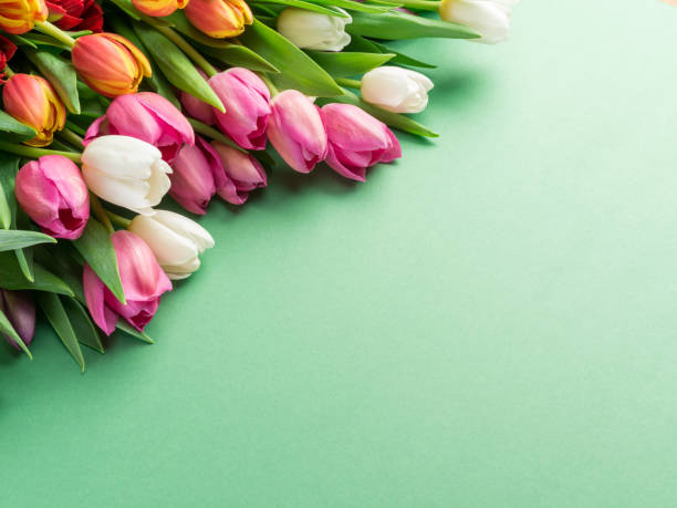 istock Colorful tulip bouquet on green background. 1344745531