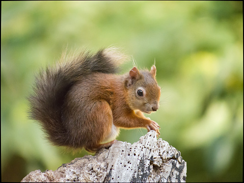 Harvesting Nuts