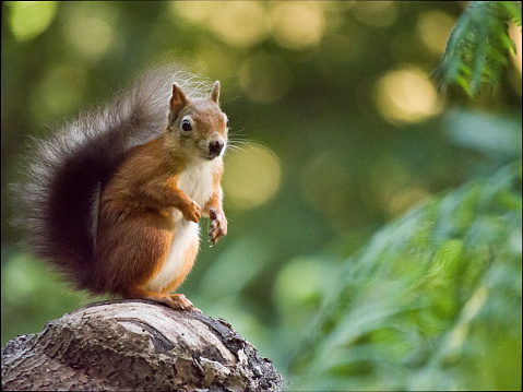 A Douglas squirrel in Washington State, United States eating peanuts.