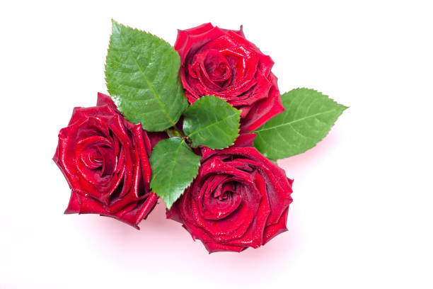 trzy róże z kroplami rosy na biało. - rose anniversary flower nobody zdjęcia i obrazy z banku zdjęć