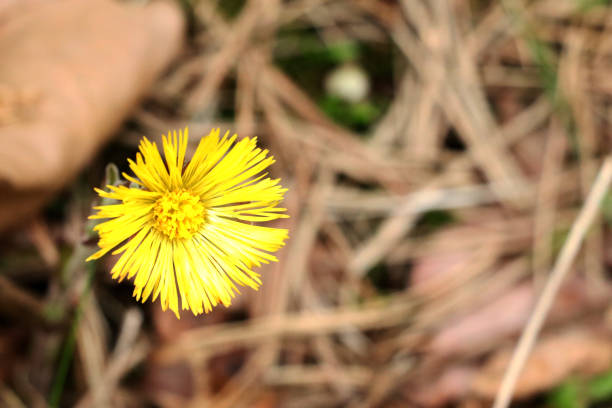 istock a small yellow flower breaks through dry leaves 1344748942