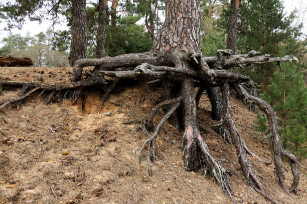 The trunk of a spruce tree with large open roots.