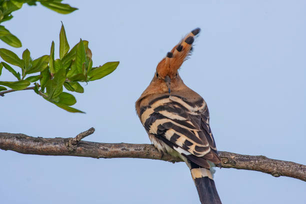 istock Eurasian Hoopoe 1344751052