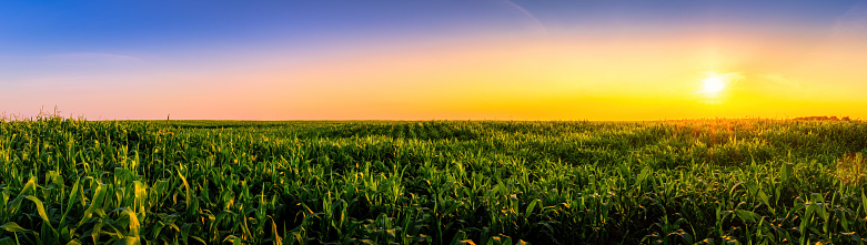 Rows of young corn in an agricultural field at sunset or sunrise. Rural landscape. Panorama.