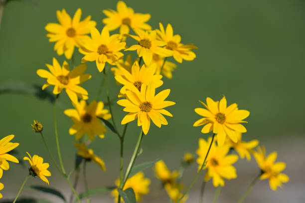 Swamp Sunflower (Helianthus angustifolius) Swamp Sunflower (Helianthus angustifolius) helianthus stock pictures, royalty-free photos & images