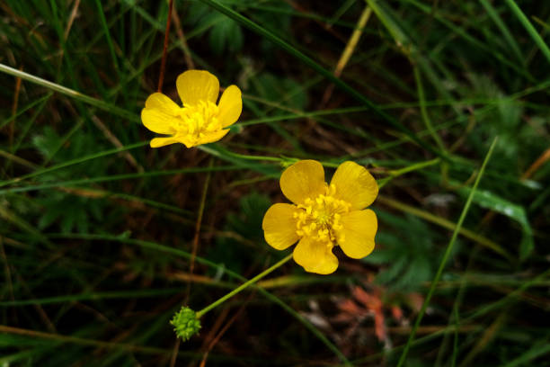 istock Ranunculus acris - meadow buttercup, tall buttercup, common buttercup, giant buttercup 1344752516
