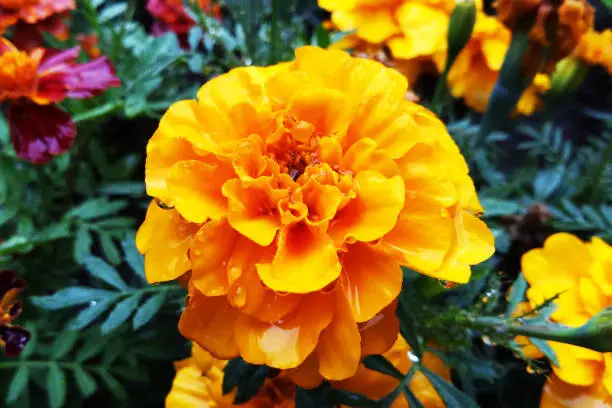 Photo of Flowers Tagetes Patula Marigold in garden in a summer season