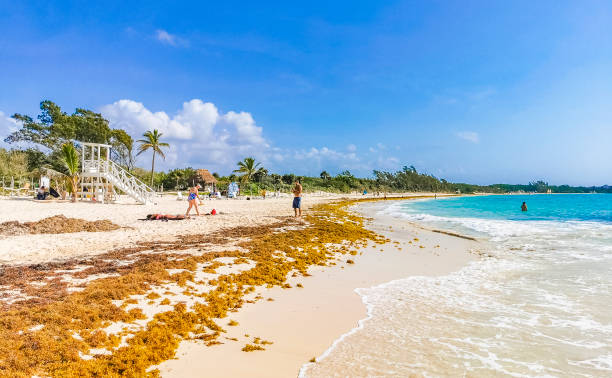 czerwone wodorosty sargazo na tropikalnej meksykańskiej plaży 88 punta esmeralda w playa del carmen w meksyku. - palm people white brown zdjęcia i obrazy z banku zdjęć