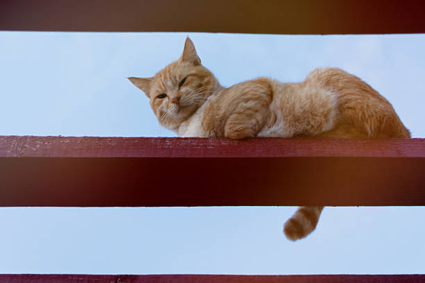 istock A red street cat. 1344752891