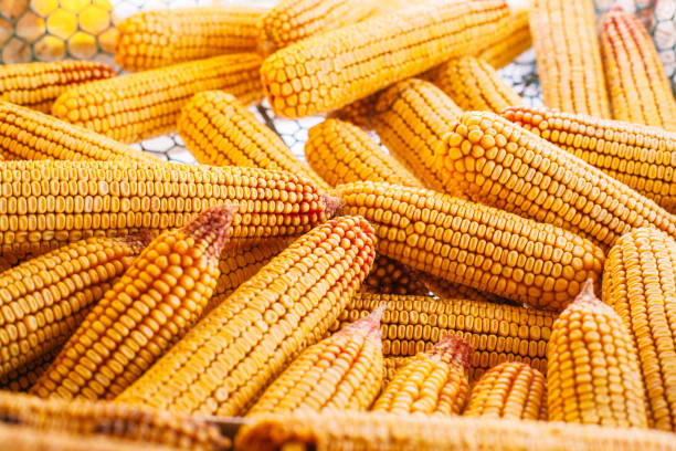 istock Many ears of yellow dry corn in the sunlight. Corn storage 1344752955