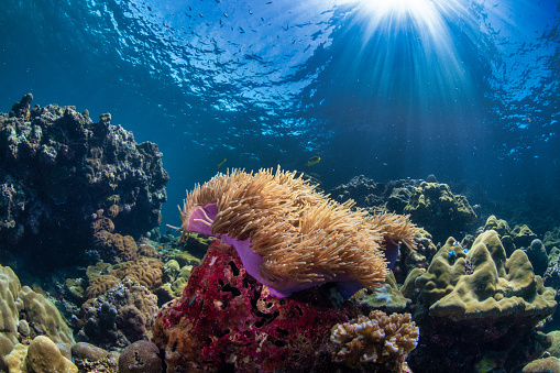 Sun beams lighting up underwater coral reef Indo Pacific Ocean