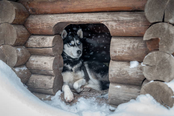 Siberian husky sitting in a kennel during a snowfall