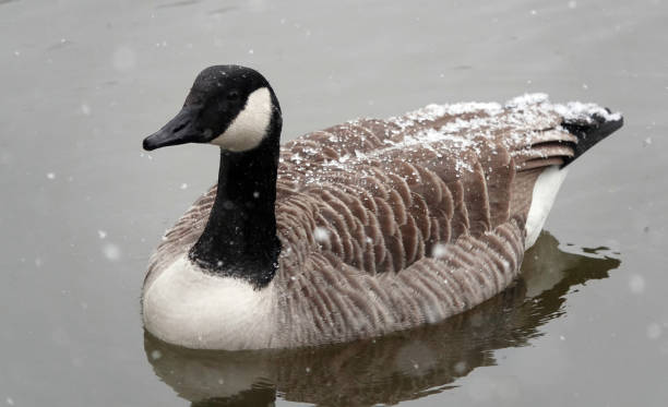 A high angle shot of a Canada goose swimming on a lake in winter as falling snow settles on its back. A high angle shot of a Canada goose swimming on a lake in winter as falling snow settles on its back. canada goose photos stock pictures, royalty-free photos & images