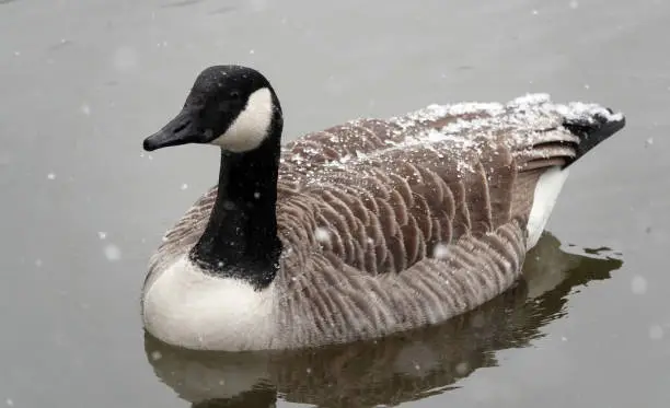 A high angle shot of a Canada goose swimming on a lake in winter as falling snow settles on its back.