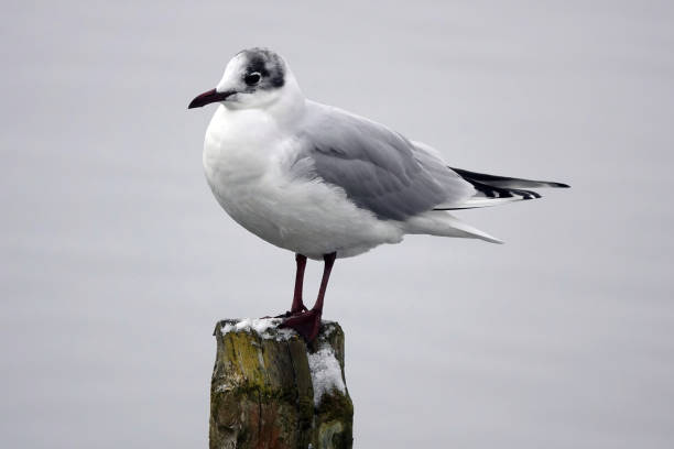 istock A black-headed gull perched on a wooden pole in winter against a white background. 1344753924