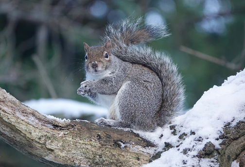 A lovely shot of an adorable grey squirrel perched on a snow-covered tree trunk in winter with a blurred background.