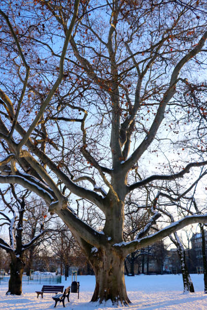 istock A large tree without leaves in the park in winter. 1344754476