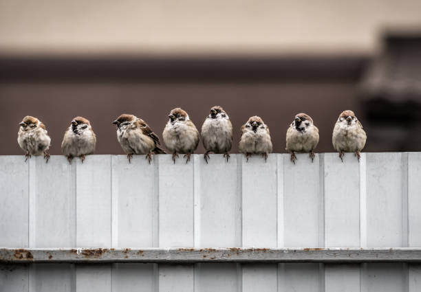 a flock of funny sparrows sitting on a fence